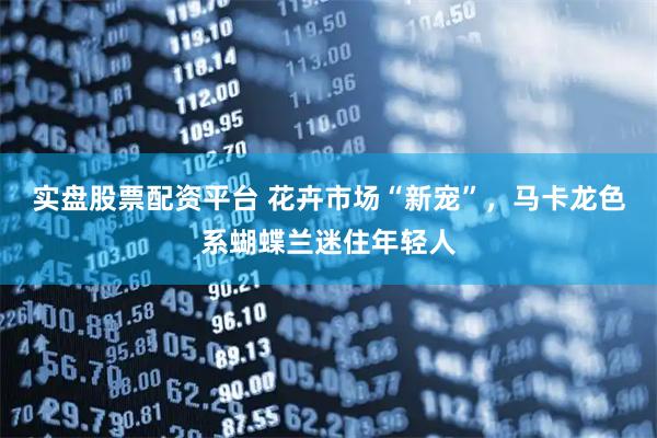 实盘股票配资平台 花卉市场“新宠”，马卡龙色系蝴蝶兰迷住年轻人