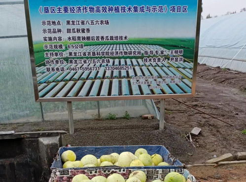 牡丹江分公司农技推广补助项目专家组在农场检查指导工作