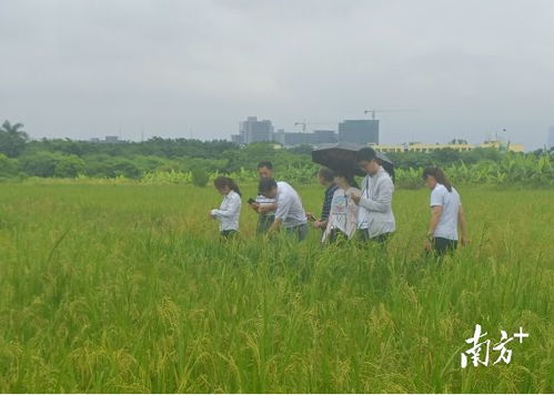 水稻 两种三产 技术升级 省农科院专家支招惠州丝苗米产业发展