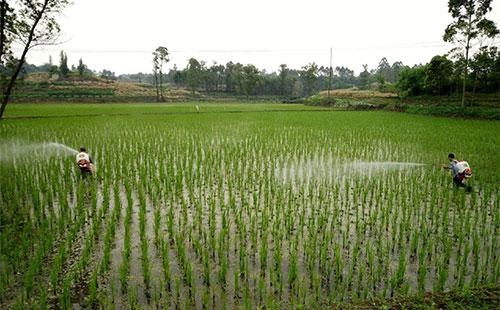 全国农业技术推广服务中心发布水稻病虫情报预计水稻纹枯病发生偏重