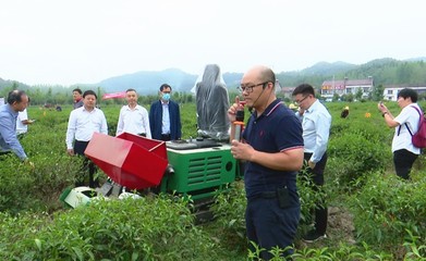 全省秋冬茶园管理培训助力谷城茶产业发展