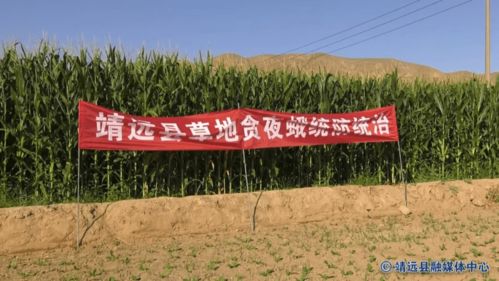 靖远县农业技术推广中心积极开展草地贪夜蛾统防统治工作