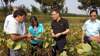 全国农技推广服务中心秋季粮油生产 和防灾减灾技术指导专家组到河南开展技术指导